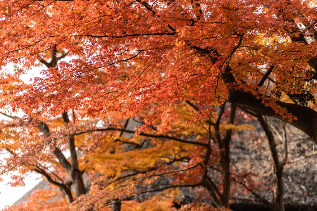 Fall Foliage In Tokyo, Japan 